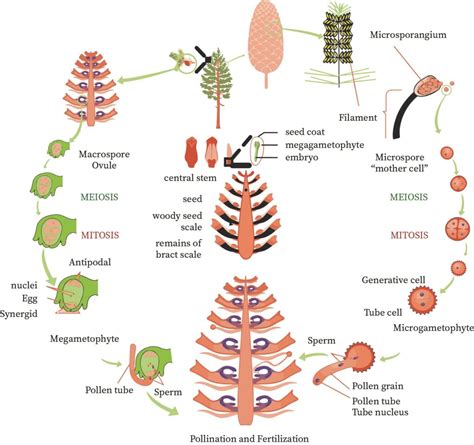 Reproduction Of Gymnosperms