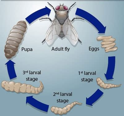 Reproduction Of Housefly