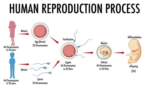 Reproduction Of Human