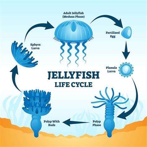 Reproduction Of Immortal Jellyfish