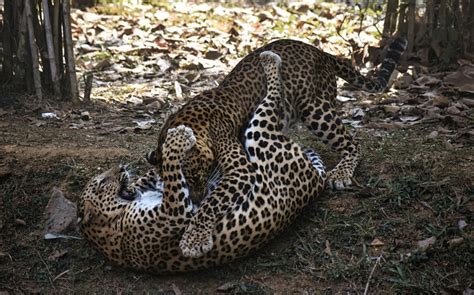 Reproduction Of Jaguars