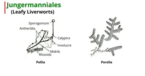 Reproduction Of Jungermanniales