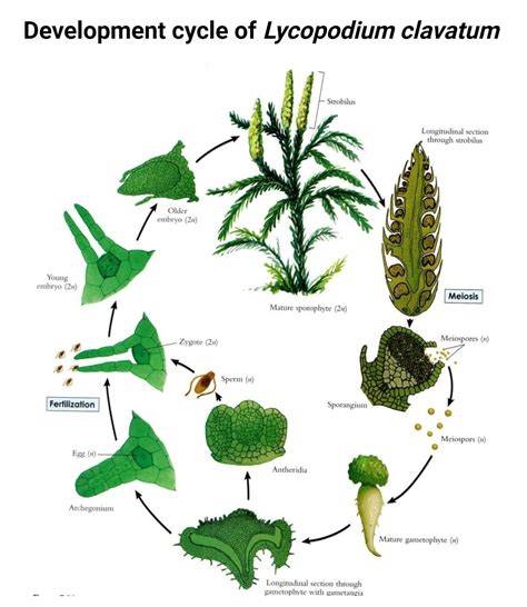 Reproduction Of Lycopodium