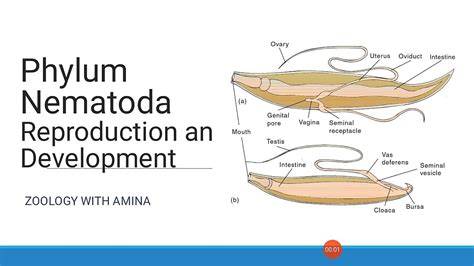 Reproduction Of Nematoda