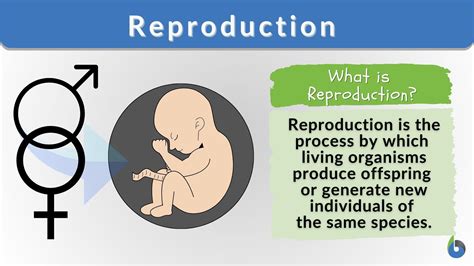 Reproduction Of Organisms