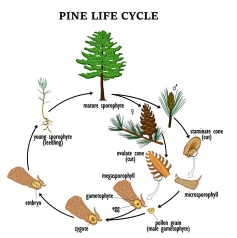 Reproduction Of Pinus