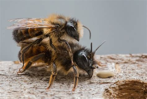 Reproduction Of Queen Bee