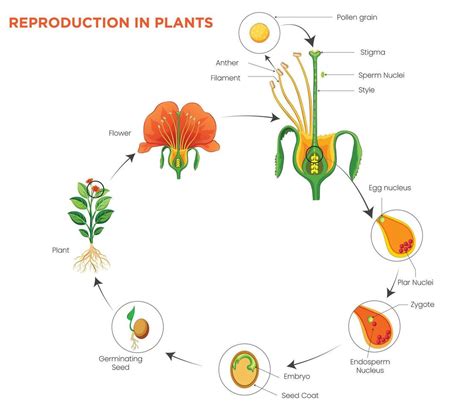 Reproduction Of The Plant