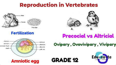 Reproduction Of Vertebrates
