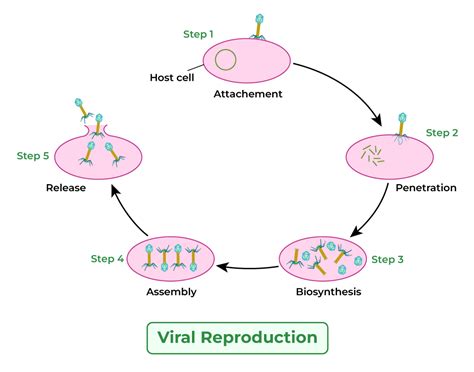 Reproduction Of Virus Pdf