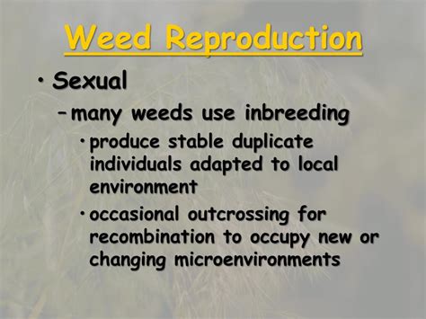 Reproduction Of Weed