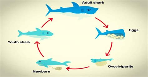 Reproduction Of Whale Shark