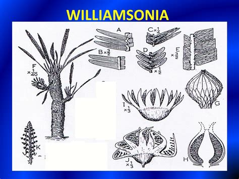 Reproduction Of Williamsonia
