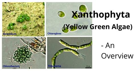 Reproduction Of Xanthophyta