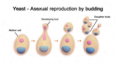 Reproduction Of Yeast Takes Place By