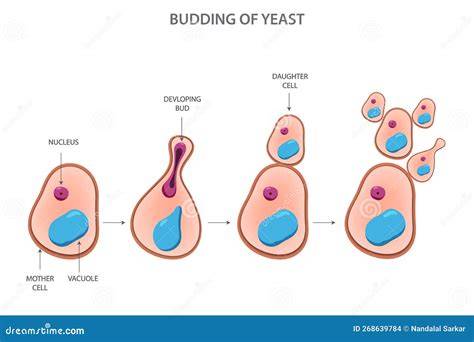 Reproduction Of Yeast