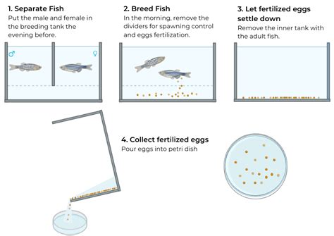 Reproduction Of Zebrafish