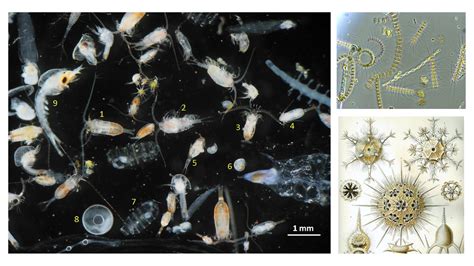 Reproduction Of Zooplankton