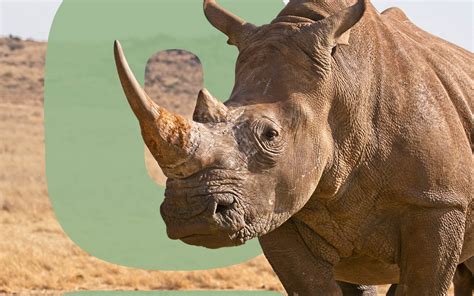 Rhino Are They Endangered