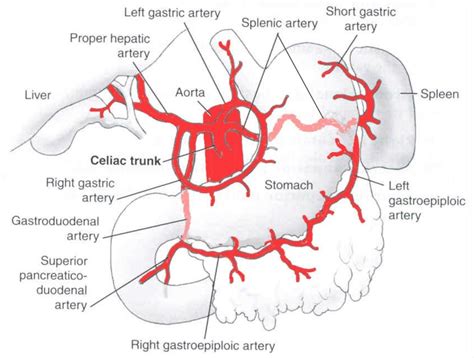 Right Gastroepiploic Artery