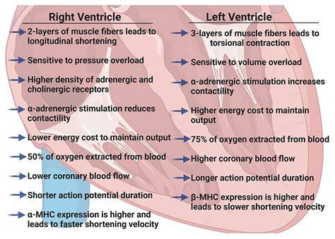 Right Ventricle Function