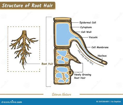 Root Of A Hair