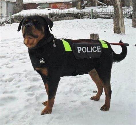 Rottweiler Police Dog