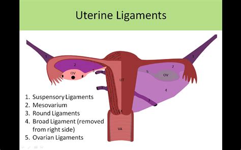 Round Ligament Of Uterus