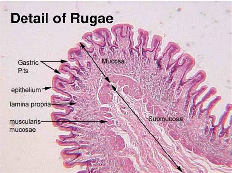 Rugae Of Stomach