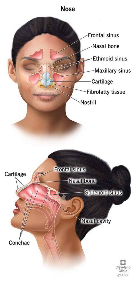 Runny Nose Medical Term