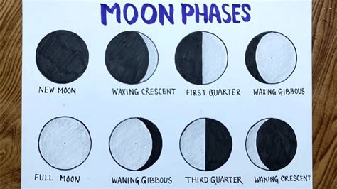 S Phase Drawing