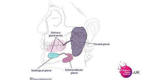 Salivary Glands Location
