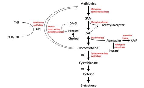 Sam Cycle