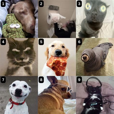Scale Of Animal Feelings