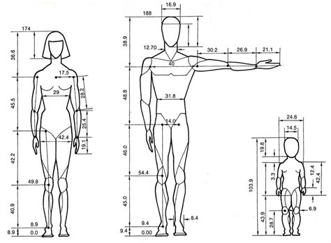 Scale Of Human Proportions In Drawing
