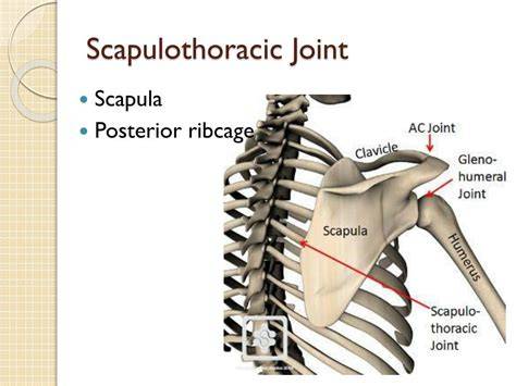 Scapulothoracic Joint Articulation