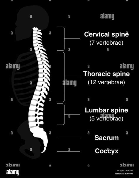 Sections Of The Backbone