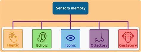 Sensory Memory Psychology Definition