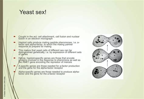 Sex With Yeast