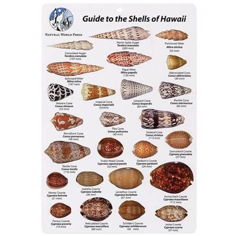 Shells Endemic To Hawaii