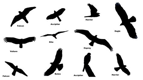 Silhouette Of Uk Raptors