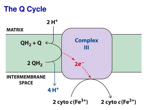 Simplified Q Cycle