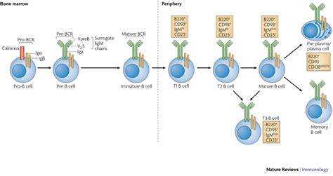 Six Stages Of B Cell Development