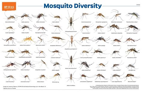 Size Of Mosquito