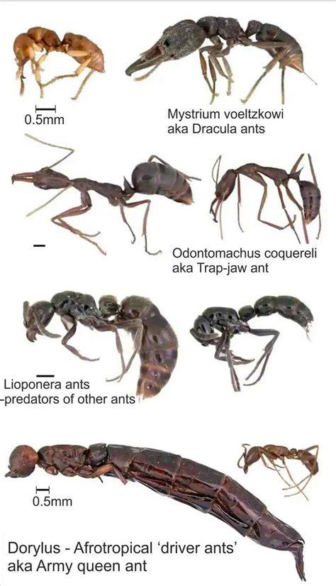 Size Of Queen Ant