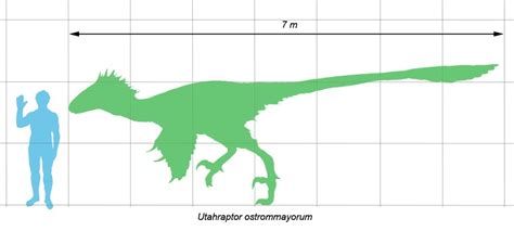 Size Of Utah Raptor