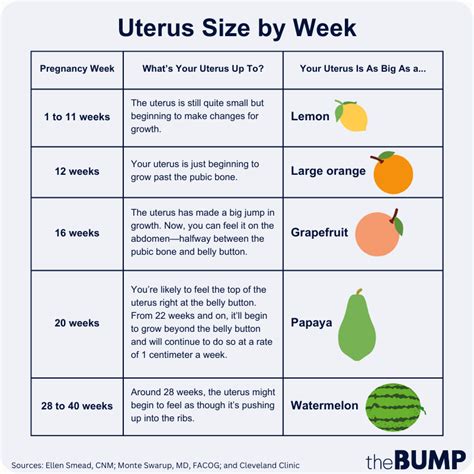 Size Of Uterus