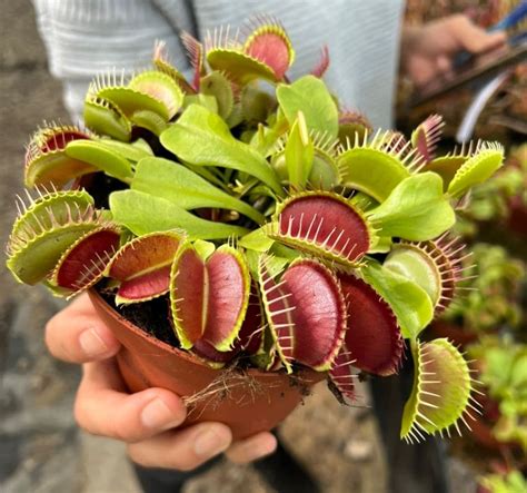 Size Of Venus Fly Trap