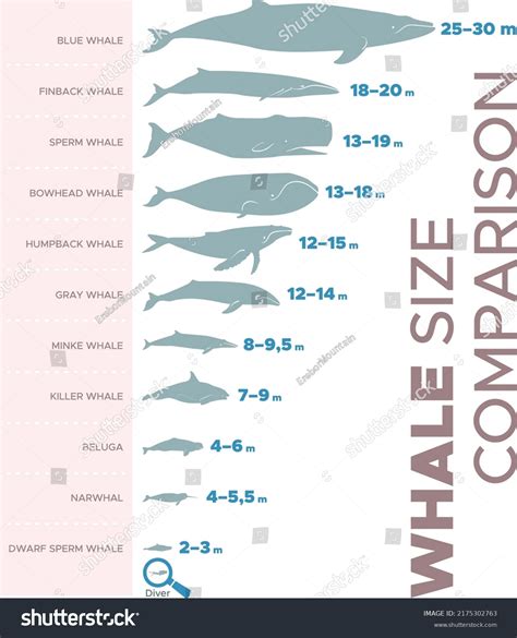 Size Of Whale
