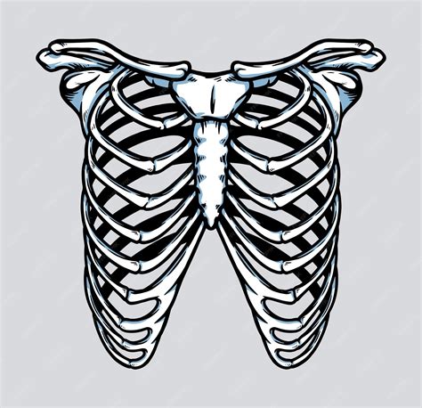 Skeleton Rib Cage